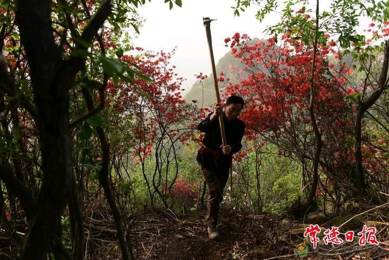 澧县一退休老人开山四年 凿出一条赏花路