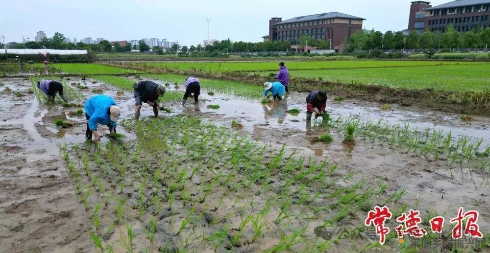 常德市农科院试验田里插秧忙