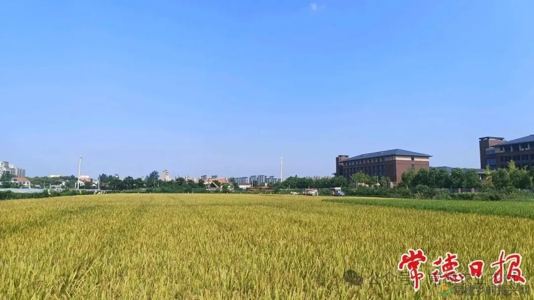 常德市农科院打造水稻增产增效新标杆