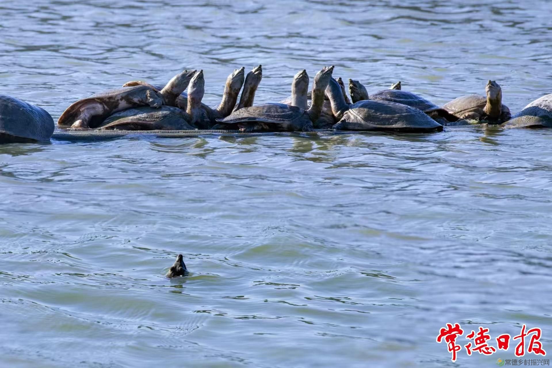 生态中华鳖 “爬”出致富路(图2) 生态中华鳖 “爬”出致富路(图2)