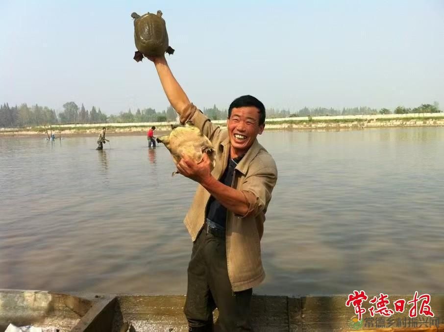 生态中华鳖 “爬”出致富路(图5) 生态中华鳖 “爬”出致富路(图5)