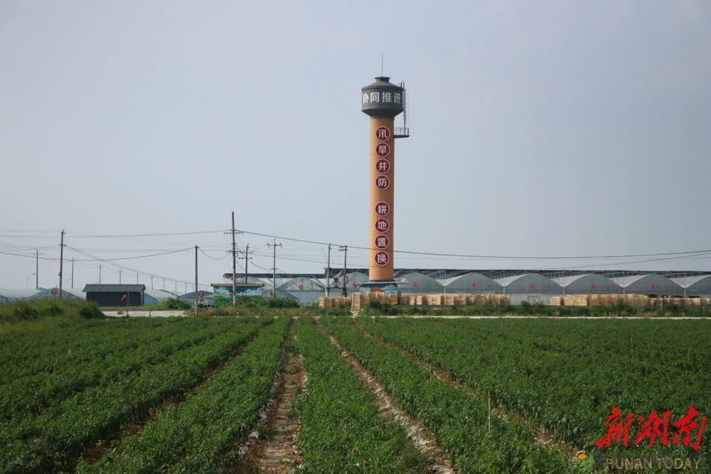 湖南日报推介 | 全省首个跨乡镇林耕置换实施方案落地汉寿 ——林地“上山” 耕地“下山”(图2) 6