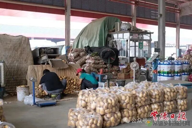 蔬菜日均供应量达4500吨 常德国际农产品交易中心国庆中秋假期“货足价优”