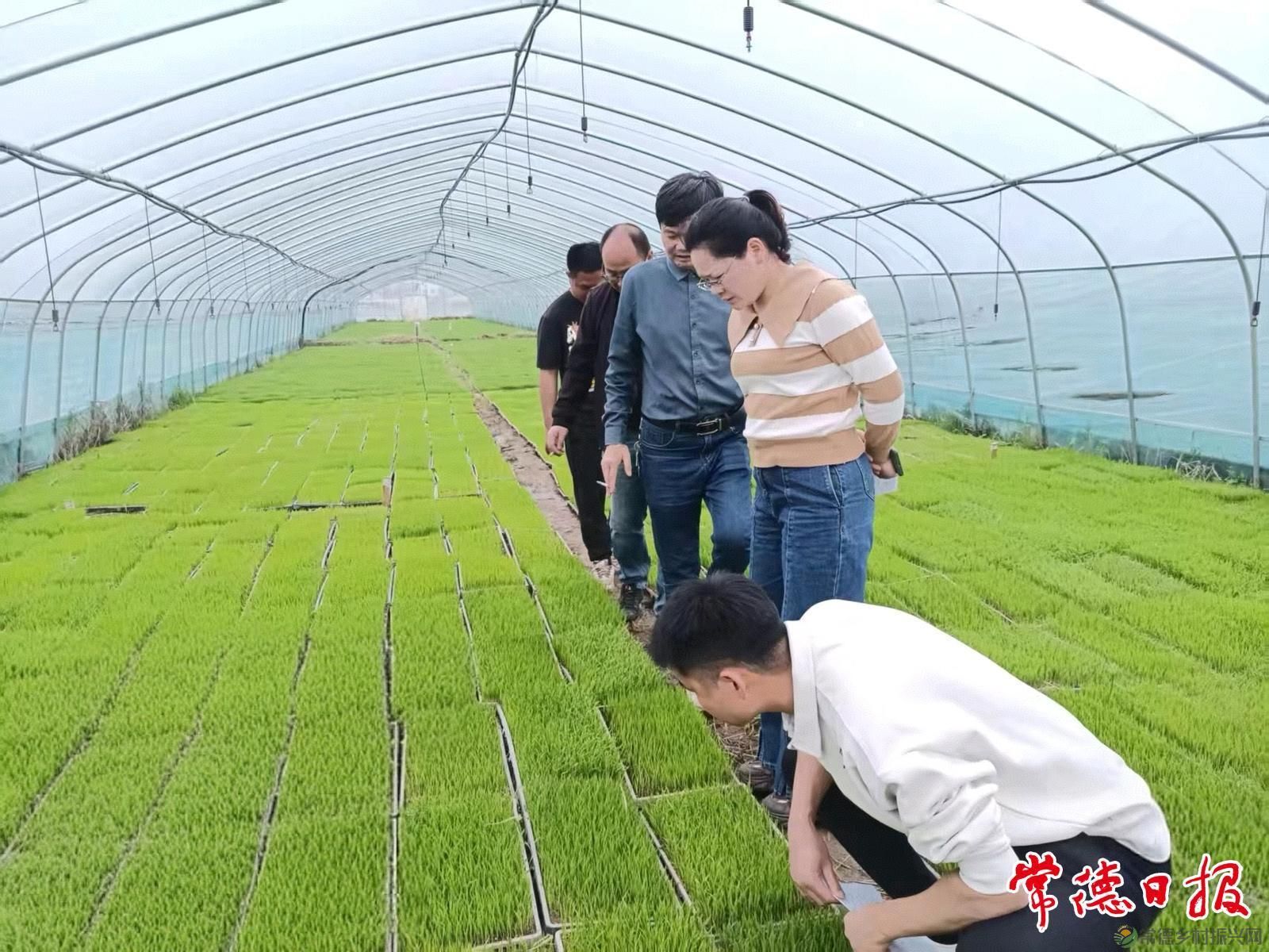 稻浪映初心 服务润沅澧——常德市农科院水稻产业专家服务团助农兴粮侧记(图4)