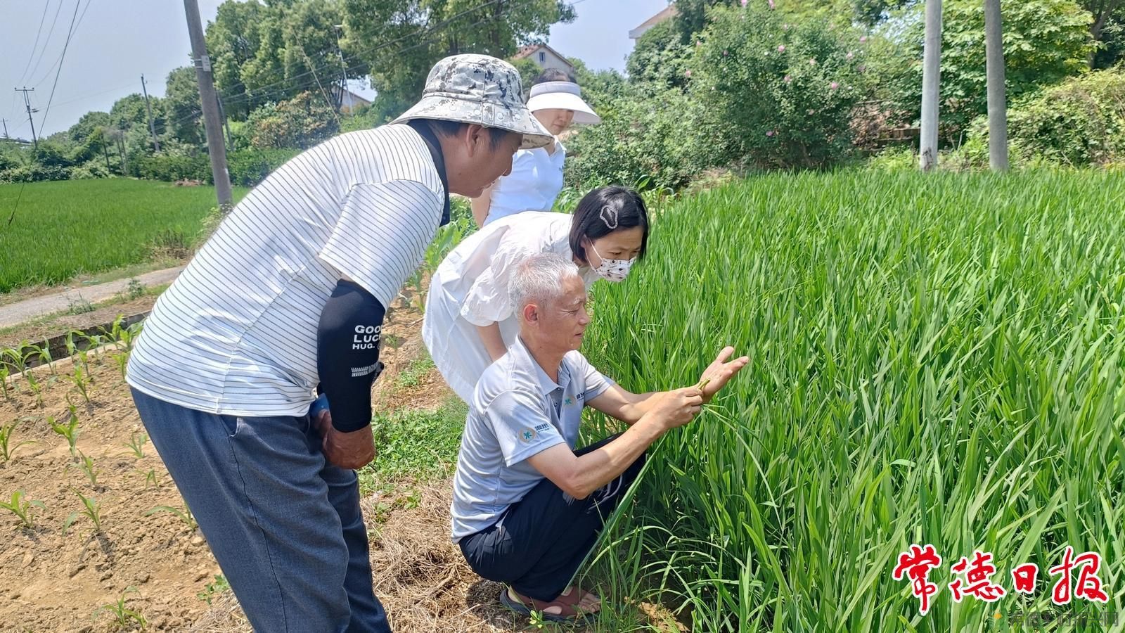 稻浪映初心 服务润沅澧——常德市农科院水稻产业专家服务团助农兴粮侧记(图5)