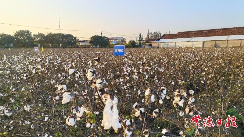 现代农业丨机采棉新品种筛选试验 助力常德棉业提质增效