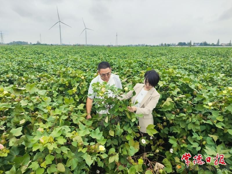 现代农业丨机采棉新品种筛选试验 助力常德棉业提质增效(图3) 现代农业丨机采棉新品种筛选试验 助力常德棉业提质增效(图3)