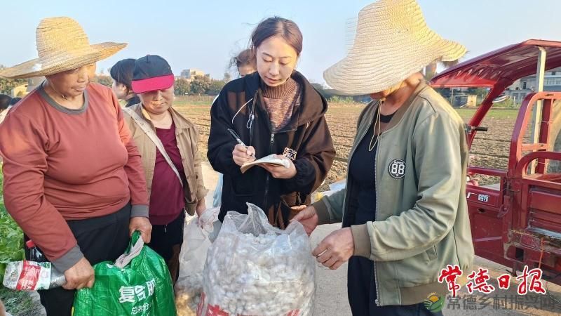 现代农业丨机采棉新品种筛选试验 助力常德棉业提质增效(图4) 现代农业丨机采棉新品种筛选试验 助力常德棉业提质增效(图4)