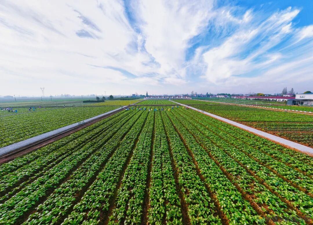 洞庭湖的“绿色答卷”：从冬闲田到增收田的逆袭(图2)