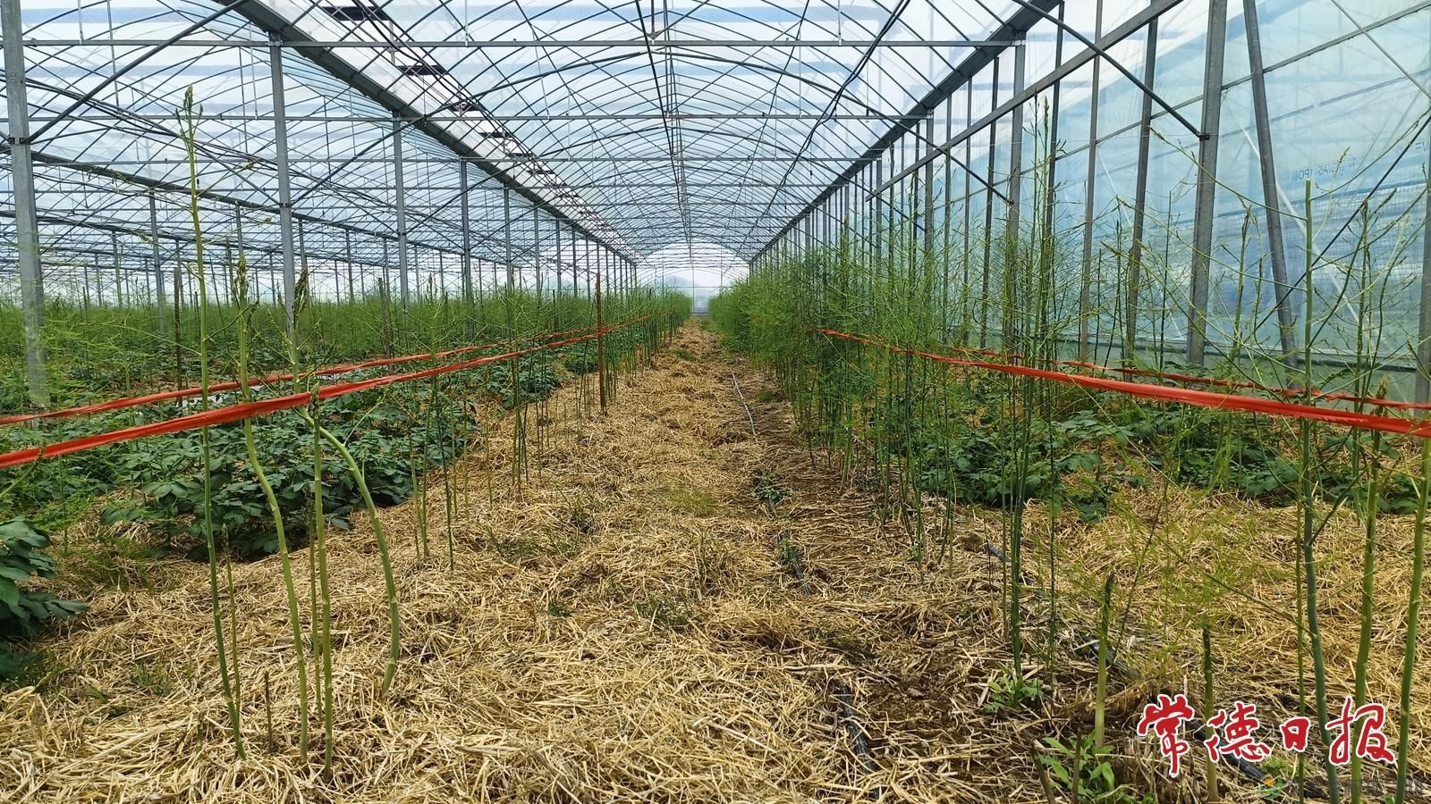 套种出新效 科技促增收——常德市农科院马铃薯团队开展芦笋套种马铃薯科研调查(图1)