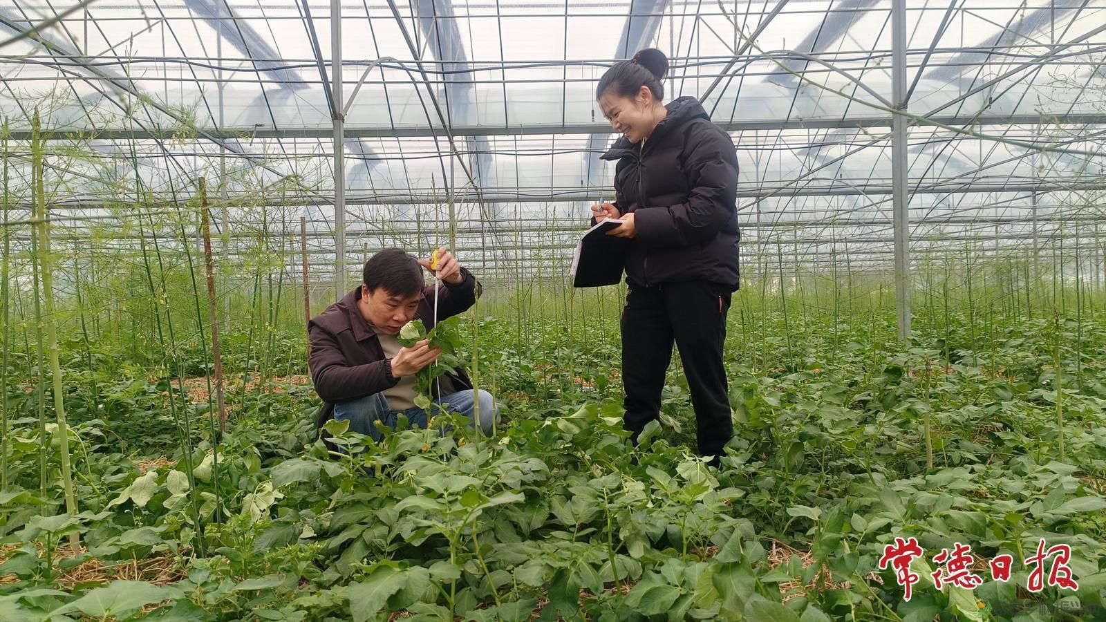 套种出新效 科技促增收——常德市农科院马铃薯团队开展芦笋套种马铃薯科研调查(图2)