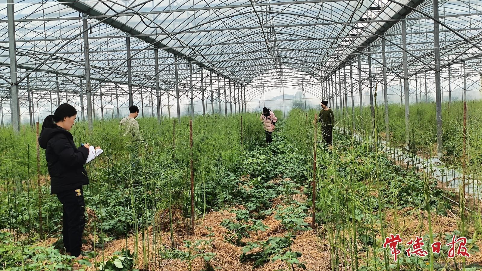套种出新效 科技促增收——常德市农科院马铃薯团队开展芦笋套种马铃薯科研调查(图3)
