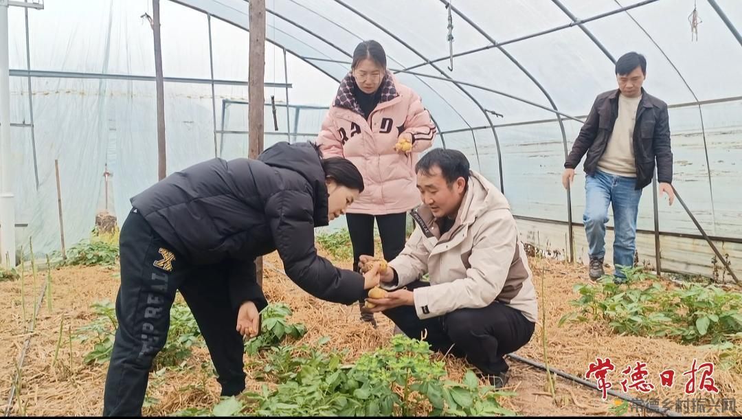 套种出新效 科技促增收——常德市农科院马铃薯团队开展芦笋套种马铃薯科研调查(图4)