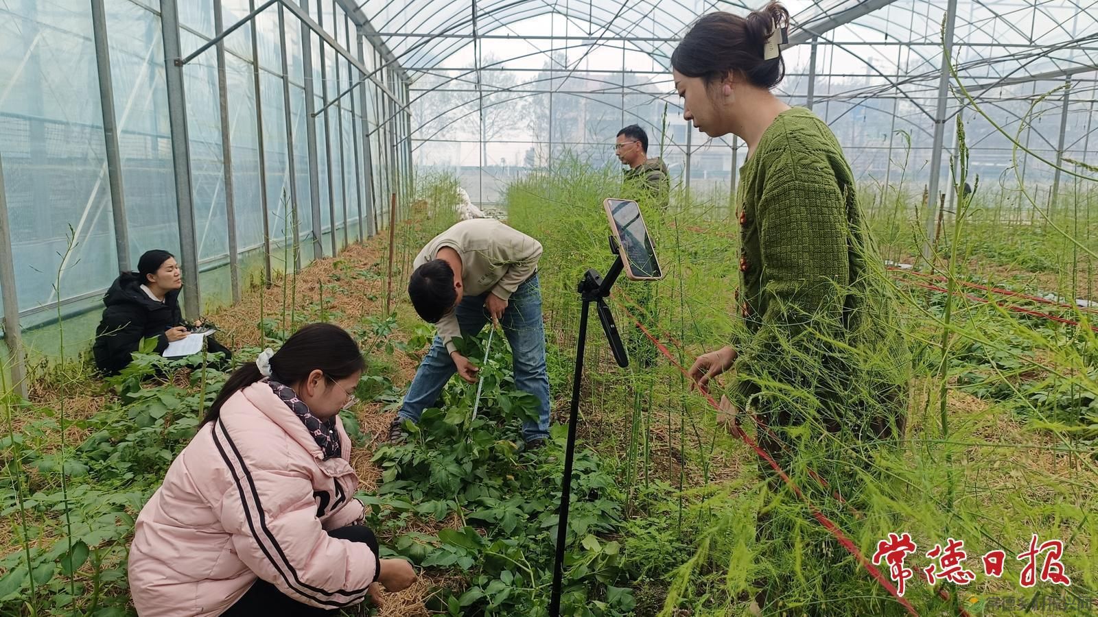 套种出新效 科技促增收——常德市农科院马铃薯团队开展芦笋套种马铃薯科研调查(图5)
