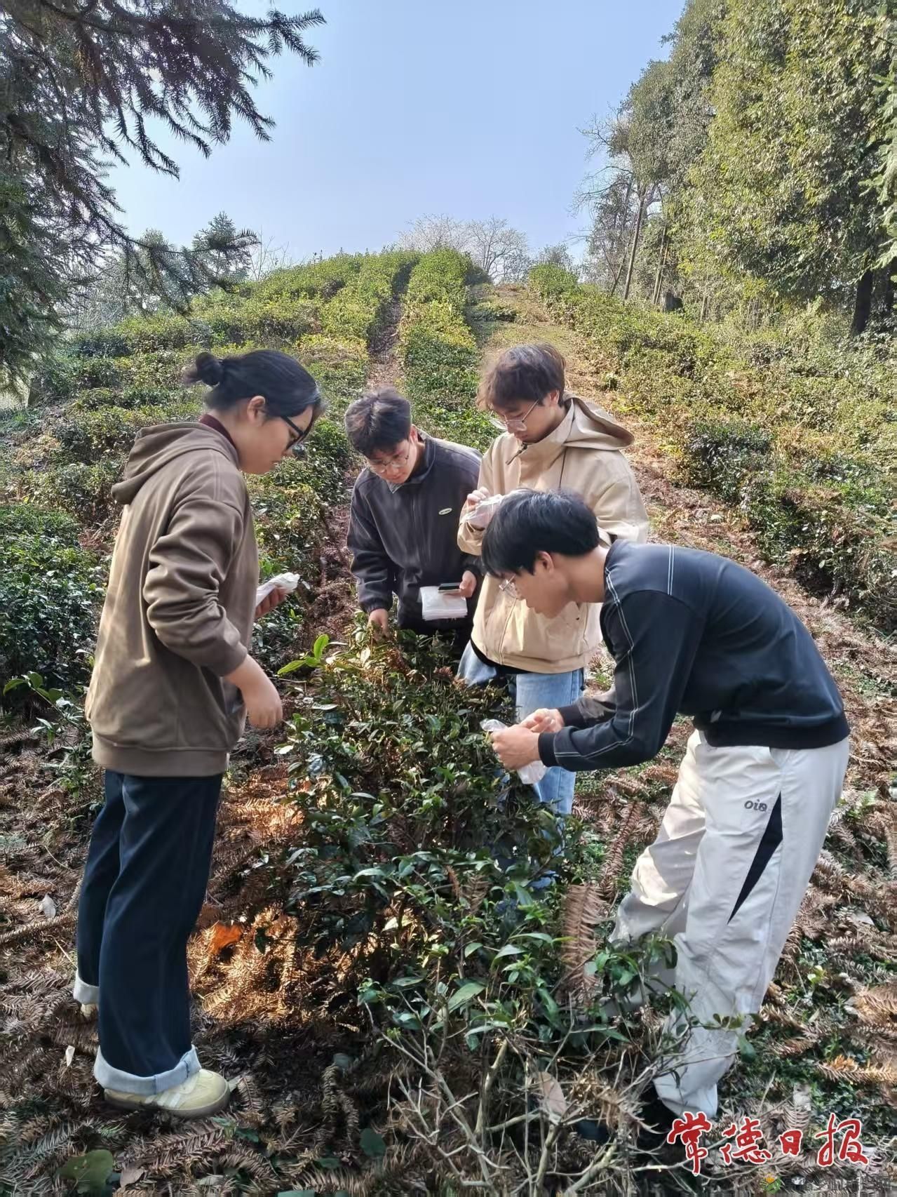 校企联手育新茶 常德市科技特派员助力常德茶业提质