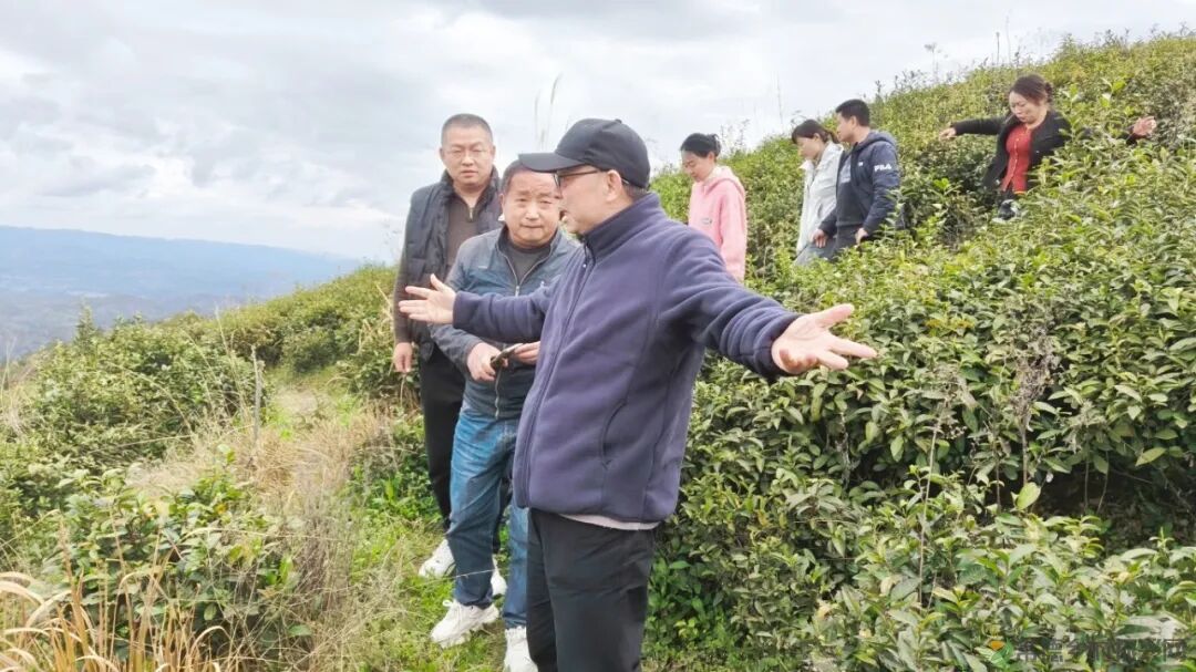 寻觅茶香｜常德市茶文化促进会开展石门成员单位天下康茶企对接活动(图3)