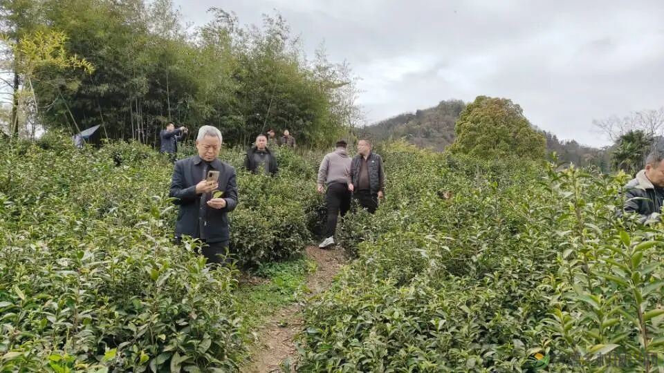 寻觅茶香｜常德市茶文化促进会开展石门成员单位天下康茶企对接活动(图4)