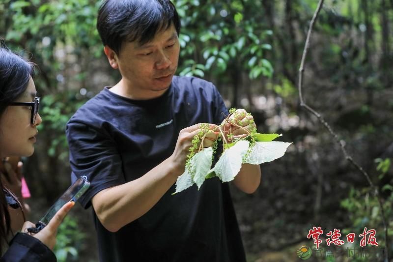 澧县太青山野生葡萄王获官方认证 填补种质资源研究空白(图3)